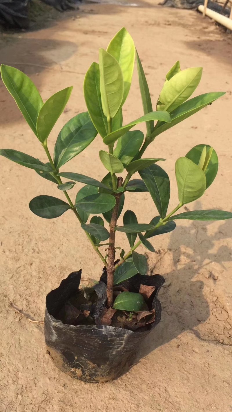 翠芦莉基地直供园林绿化工程袋苗质优价低