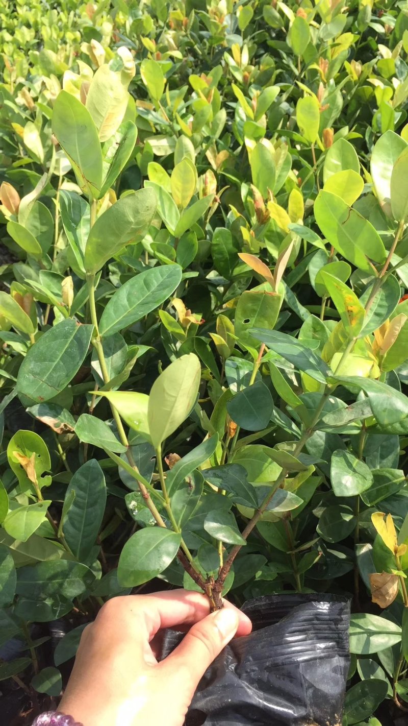 翠芦莉基地直供园林绿化工程袋苗质优价低