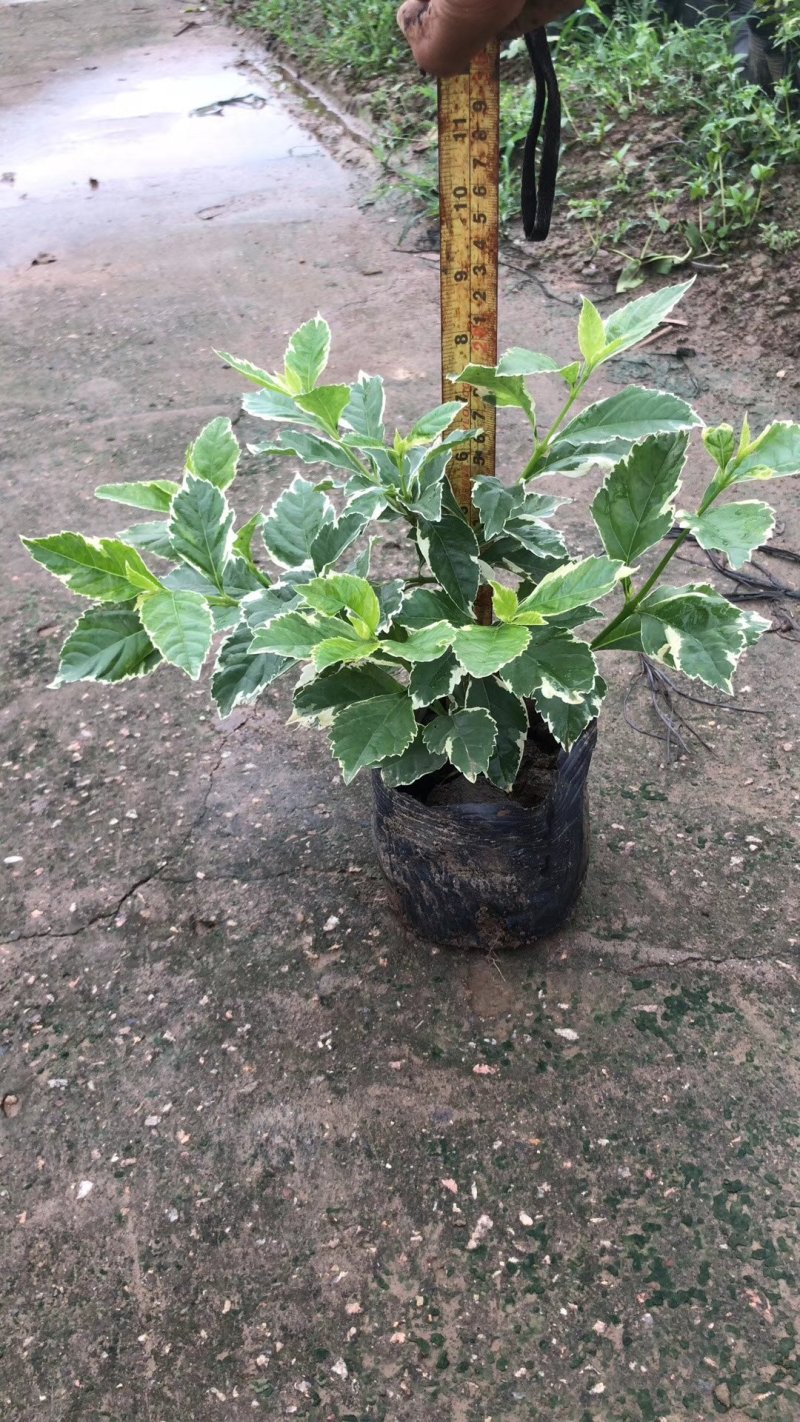 翠芦莉基地直供园林绿化工程袋苗质优价低