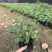 翠芦莉基地直供园林绿化工程袋苗质优价低