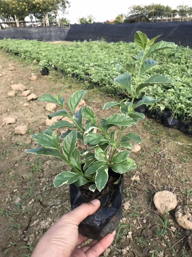 翠芦莉基地直供园林绿化工程袋苗质优价低