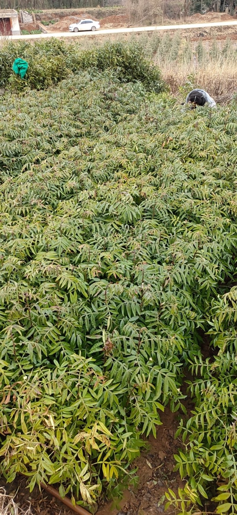 红花椒苗，大红袍花椒苗，产地一手货源，质量保证