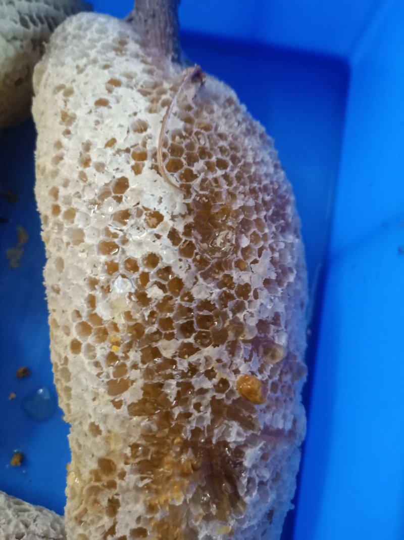 云南普洱小挂蜜也叫草蜂蜜_带巢带树枝发货_上市中