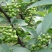青花椒苗，九叶青花椒苗，基地直供品种保证质量保证
