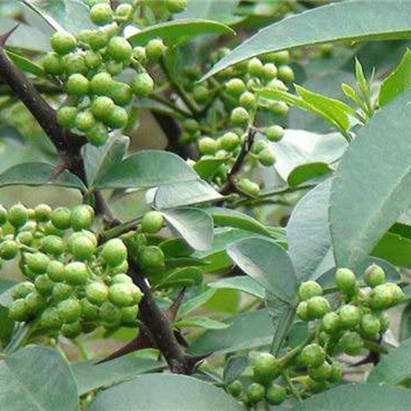 青花椒苗，九叶青花椒苗，基地直供品种保证质量保证