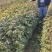 青花椒苗，九叶青花椒苗，基地直供品种保证质量保证