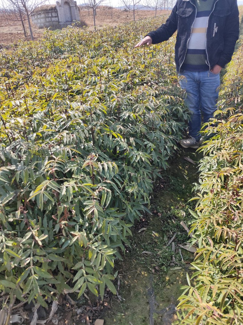 青花椒苗，九叶青花椒苗，基地直供品种保证质量保证