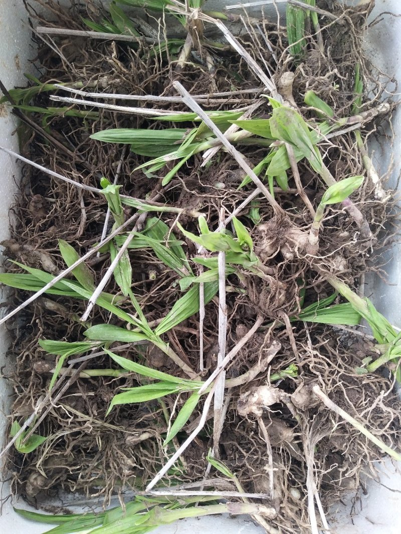 白芨营养丰富自产自销长期供货品质保证