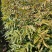 花椒苗，九叶青花椒苗，大红袍花椒苗贡椒苗基地直供