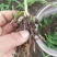 白芨营养丰富自产自销长期供货品质保证