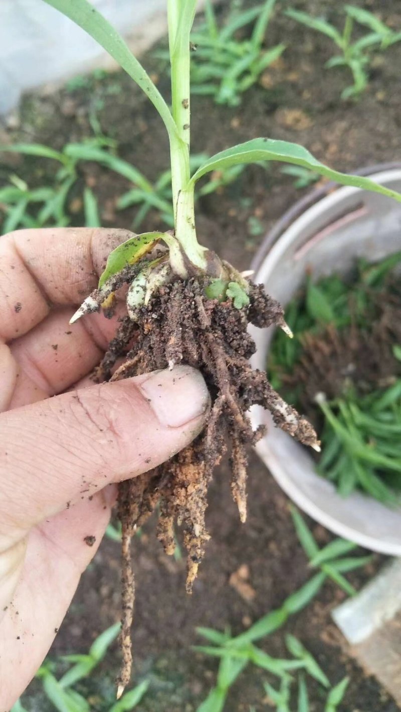 白芨营养丰富自产自销长期供货品质保证