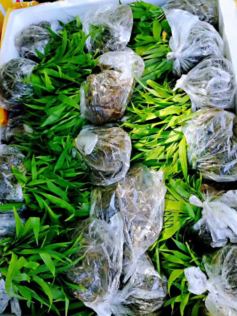 白芨营养丰富自产自销长期供货品质保证