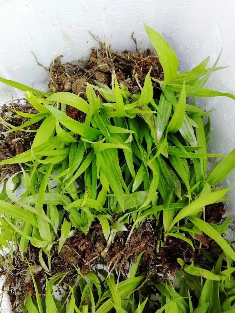 白芨营养丰富自产自销长期供货品质保证