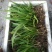 白芨营养丰富自产自销长期供货品质保证