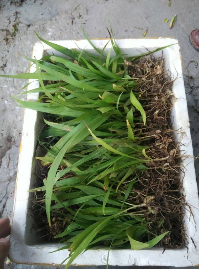 白芨营养丰富自产自销长期供货品质保证