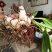 白芨营养丰富自产自销长期供货品质保证