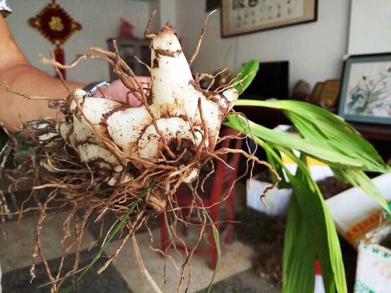 白芨营养丰富自产自销长期供货品质保证