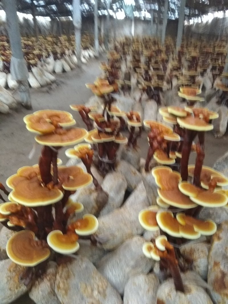 大量供应活体灵芝花，灵芝菌种，灵芝菌棒，无风险，易管理