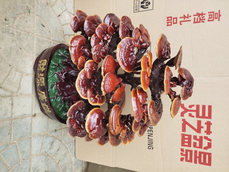 大量供应活体灵芝花，灵芝菌种，灵芝菌棒，无风险，易管理