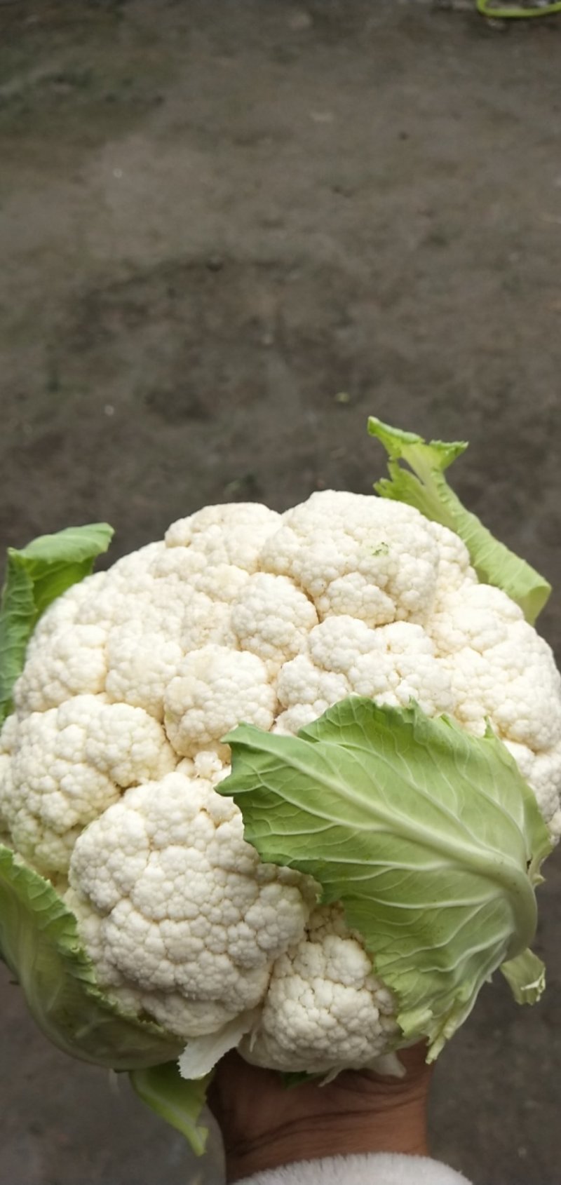 花菜大量上市。