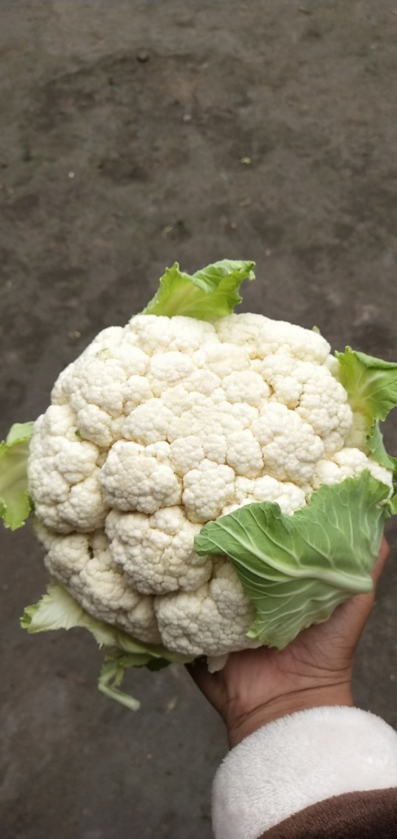 花菜大量上市。