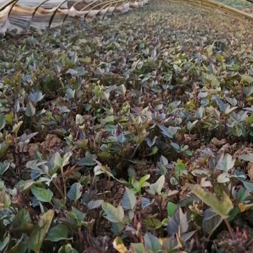 紫薯苗湖北省襄阳市宜城市每天大量走货中！基地直采！