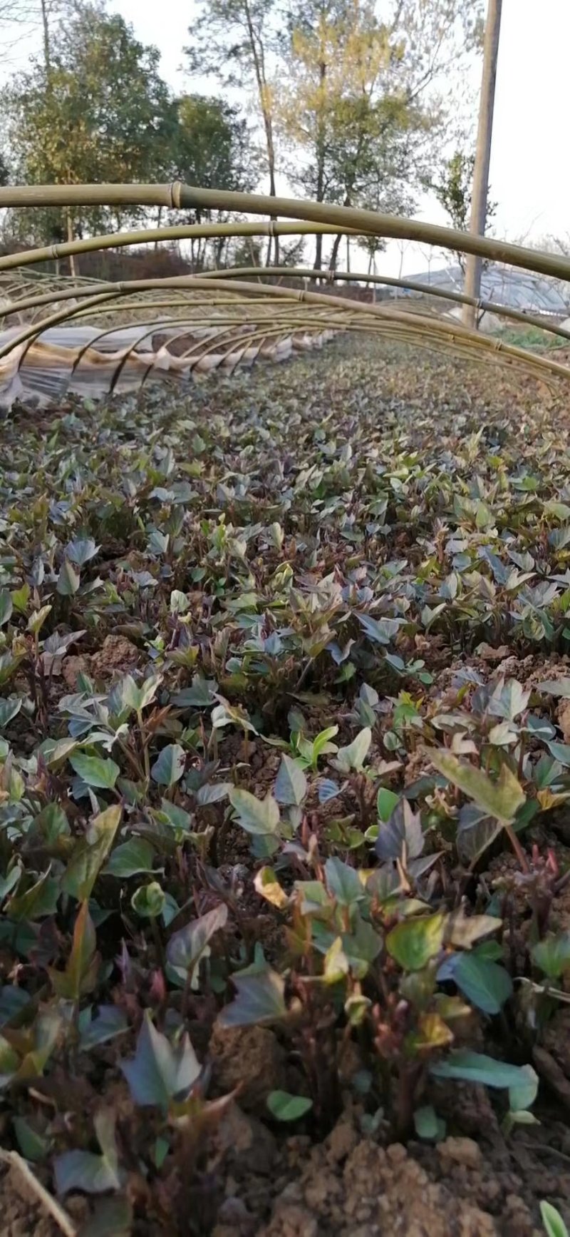 紫薯苗湖北省襄阳市宜城市每天大量走货中！基地直采！