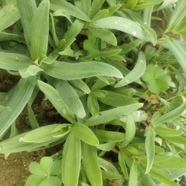 山菜