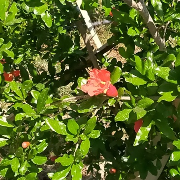会理软（硬）籽石榴种植业园