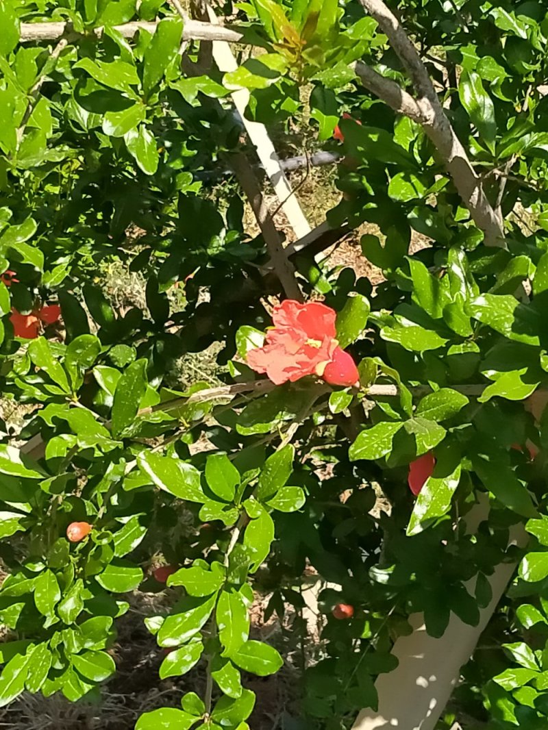 会理软（硬）籽石榴种植业园