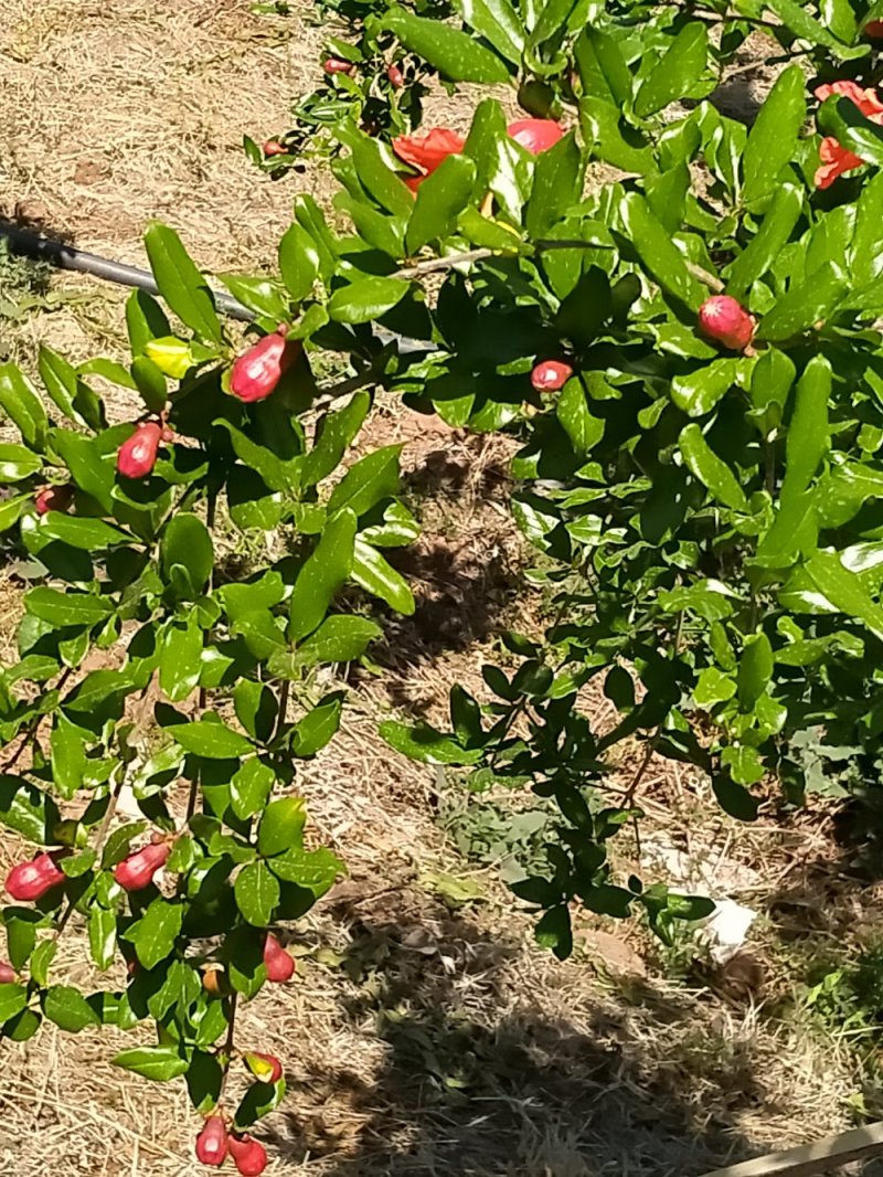 会理软（硬）籽石榴种植业园
