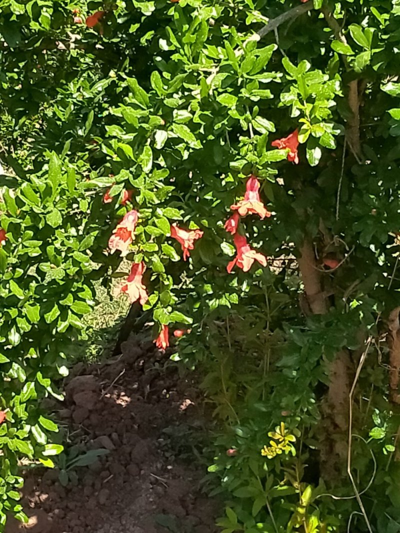会理软（硬）籽石榴种植业园