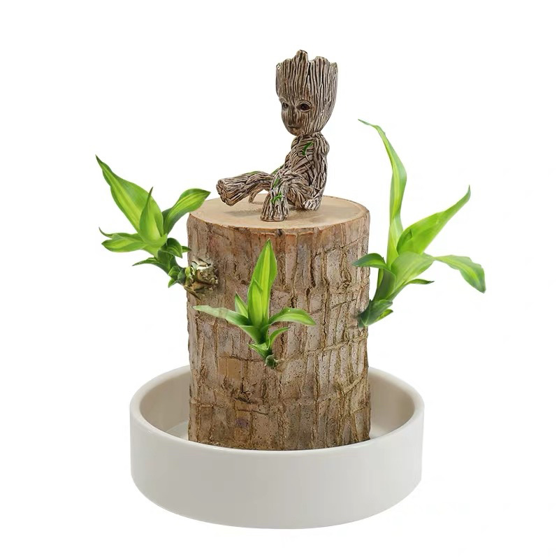 巴西木盆栽水养迷你室内桌面绿植四季常青格鲁特水培植物