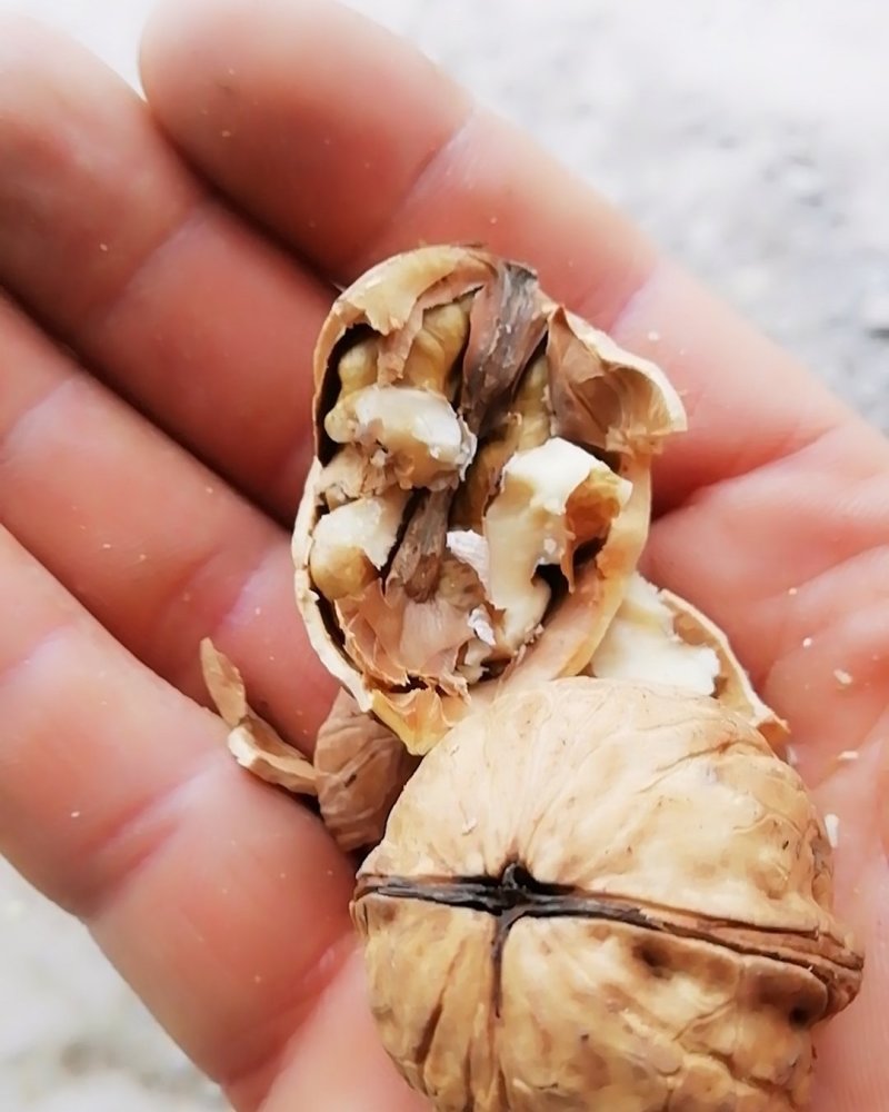 陕西省黄龙县中国核桃之乡，品种香玲核桃，皮薄，有油脂。