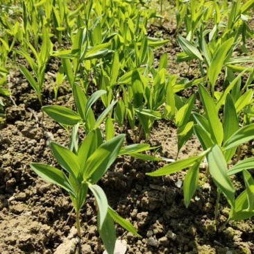 玉竹基地直销多年种植经验南玉竹品种