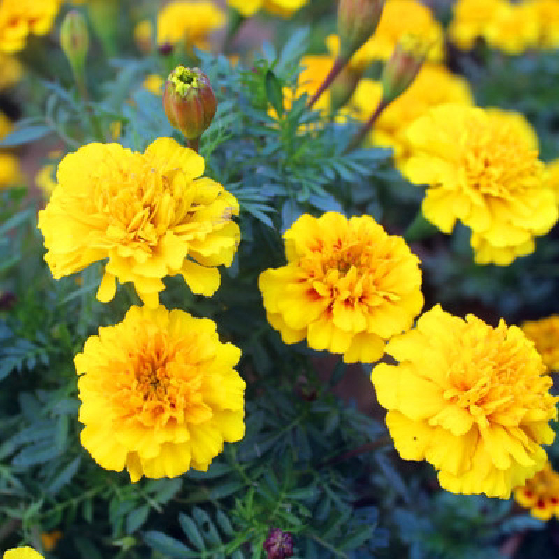 波斯菊花种子野花组合百日草格桑花花海四季开花