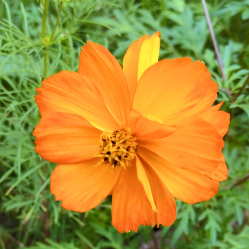波斯菊花种子野花组合百日草格桑花花海四季开花