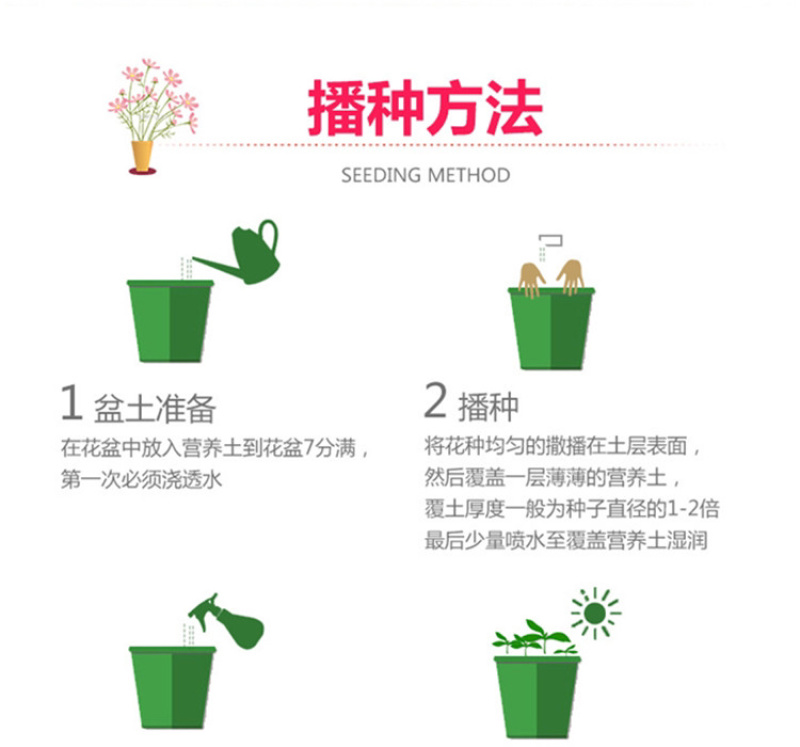 波斯菊花种子野花组合百日草格桑花花海四季开花