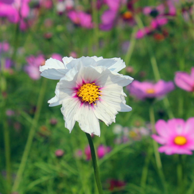 波斯菊花种子野花组合百日草格桑花花海四季开花