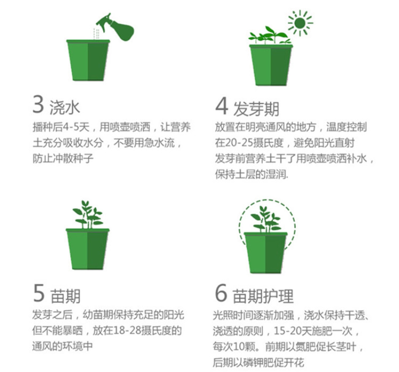 波斯菊花种子野花组合百日草格桑花花海四季开花