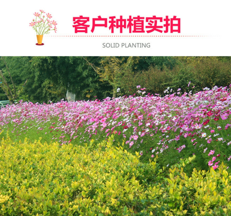 波斯菊花种子野花组合百日草格桑花花海四季开花