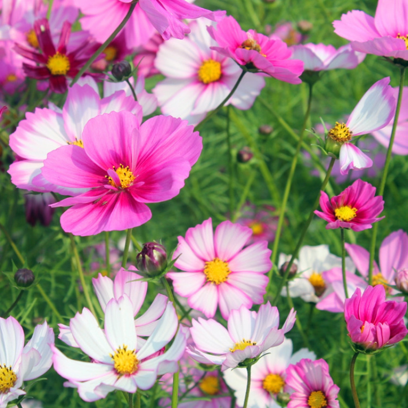 波斯菊花种子野花组合百日草格桑花花海四季开花