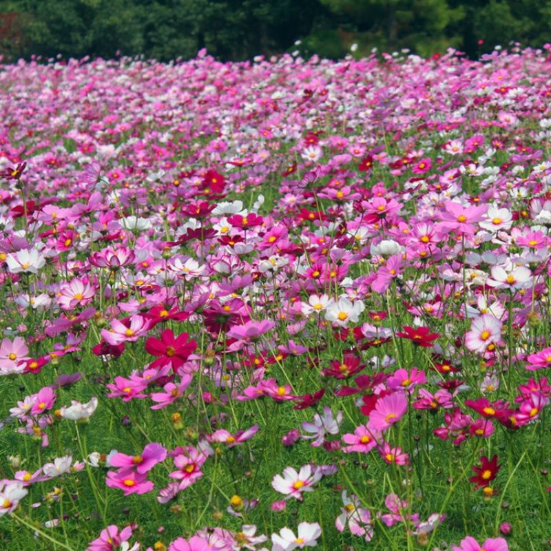 波斯菊花种子野花组合百日草格桑花花海四季开花