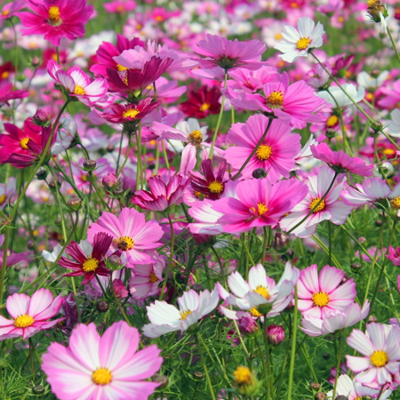 波斯菊花种子野花组合百日草格桑花花海四季开花