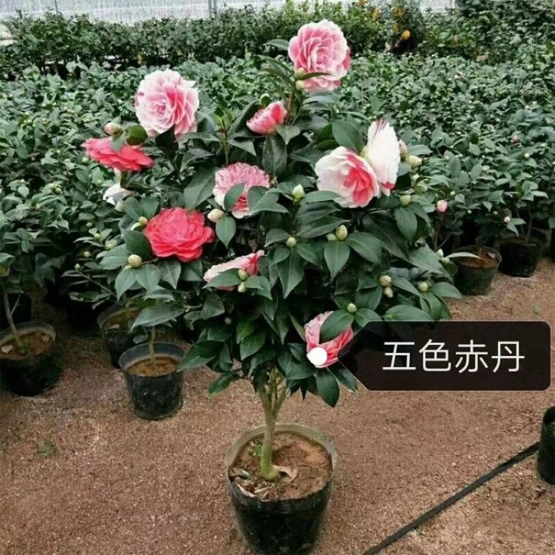 五色赤丹茶花，红赤丹，香妃。