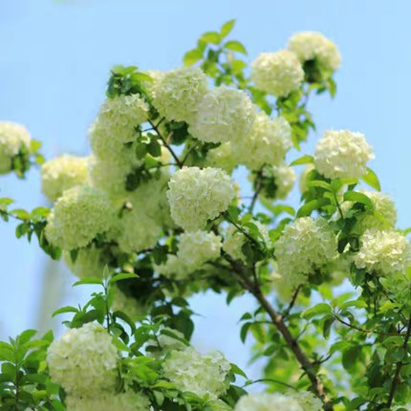 阳台大花绣球花园花卉植物中华乔木本绣球花树苗盆栽斗球马球