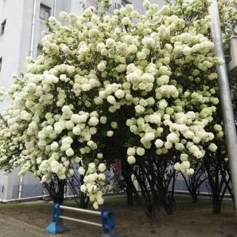 阳台大花绣球花园花卉植物中华乔木本绣球花树苗盆栽斗球马球