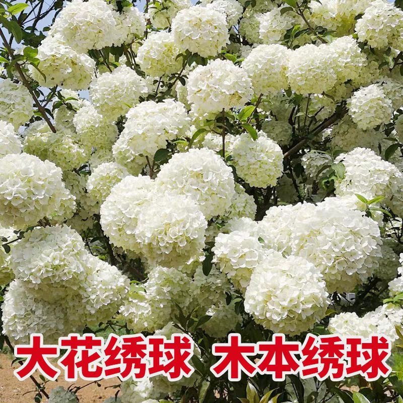 阳台大花绣球花园花卉植物中华乔木本绣球花树苗盆栽斗球马球