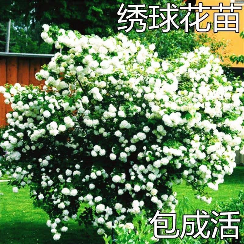 阳台大花绣球花园花卉植物中华乔木本绣球花树苗盆栽斗球马球