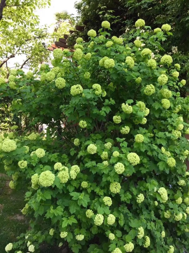 阳台大花绣球花园花卉植物中华乔木本绣球花树苗盆栽斗球马球